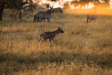 Fototapeta premium African hyena with zebras in background at beautiful landscape in the Serengeti National Park during safari. Tanzania. Wild nature of Africa..
