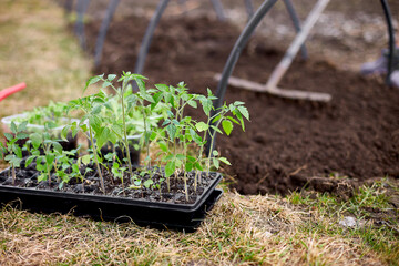 Woman raking a section of her organic vegetable garden outside, seedlings in the foreground. working on farm, Work in the garden in spring, home gardering, eco.