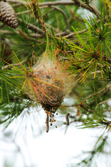 Naklejka premium Processionary worms on nest on a pine tree