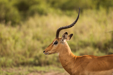 Closeup of Impala image taken on Safari located in the Serengeti, National park, Tanzania. Wild nature of Africa.