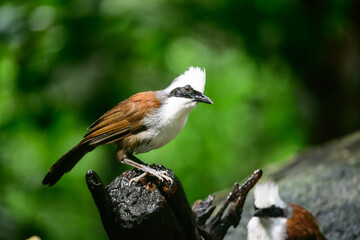 White-crested Laughingthrush are looking for food near a pond in the big forest.
