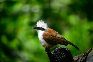 White-crested Laughingthrush are looking for food near a pond in the big forest.