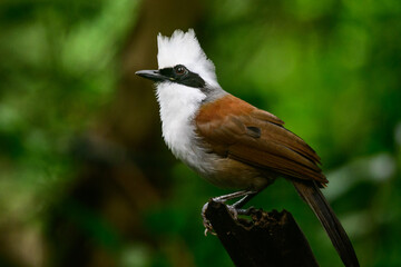 Garrulax leucolophus bird in nature