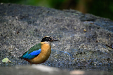 Blue-winged Pitta, colorful birds looking for food in the forest