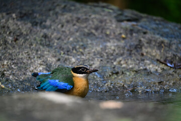 Blue-winged Pitta, colorful birds looking for food in the forest