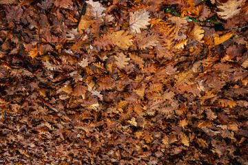 Dried leaves fallen on the ground in the forest. Carpet of leaves - texture.