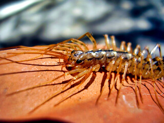Close up of the head of Scutigera coleoptrata aka House Centipede
