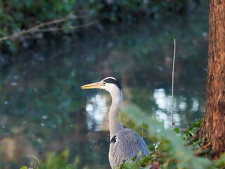 héron cendré gris au bord de l'eau observe les poissons.