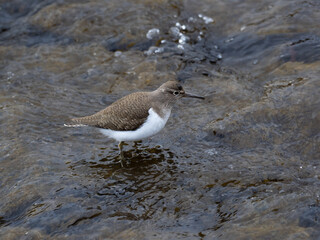 川の浅瀬のイソシギ
