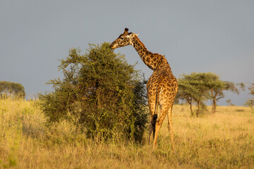 Giraffe with trees in background during sunset safari in Serengeti National Park, Tanzania. Wild nature of Africa..
