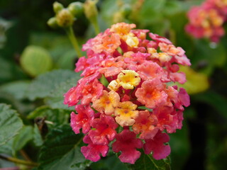 Lantana camara flowers, wet under the rain, in Attica Greece