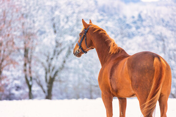 Horse, brown, fox in winter landscape, stands on the snowy pasture and looks attentively to the...