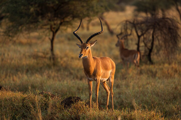 Naklejka na ściany i meble Closeup of Impala image taken on Safari located in the Serengeti, National park, Tanzania. Wild nature of Africa. Beautiful light of sunrise.