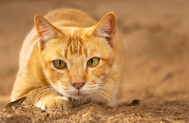 Close - up cute brown cat with beautiful blue eyes popular pets