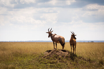 Closeup of Impala image taken on Safari located in the Serengeti, National park, Tanzania. Wild nature of Africa.. - obrazy, fototapety, plakaty