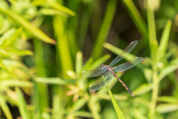 dragonfly on the grass
