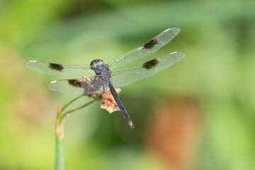 dragonfly resting on a flower