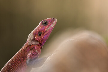 Colorful agama reptile during safari in National Park of Serengeti, Tanzania. Wild nature of Africa.