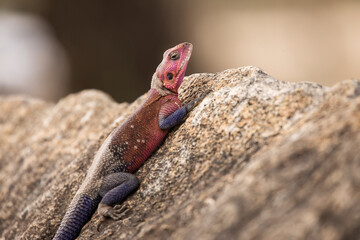 Colorful agama reptile during safari in National Park of Serengeti, Tanzania. Wild nature of Africa.