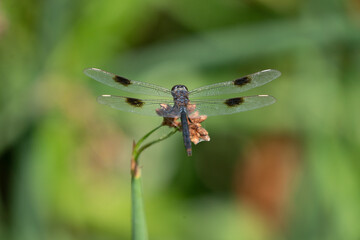 dragonfly on a flower