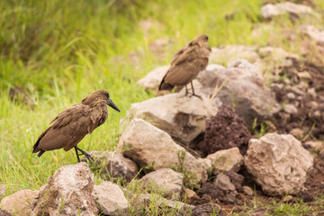 A closeup shot of a hamerkop in the Ngorongoro national park in Tanzania. WIld nature of Africa.