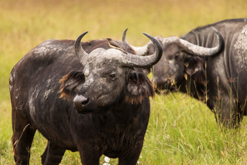 Buffalo in the grass during safari in Serengeti National Park in Tanzani. Wilde nature of Africa.