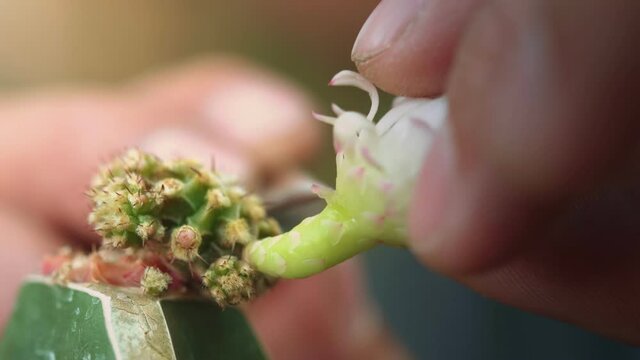 Pollination of cactus cultivators ; cutting the flower part from the flower stalk. It is the first step in non-natural pollination of cactus plants. natural learning concept on footage insert image.