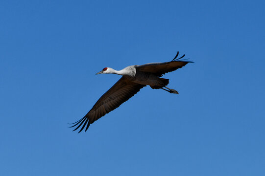 Sandhill Crane In Flight. Whitewater Draw Wildlife Area, McNeal, Arizona. 1.5.22