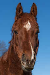 Obraz premium Vertical portrait of a beautiful chestnut colored horse