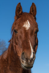 Vertical portrait of a beautiful chestnut colored horse