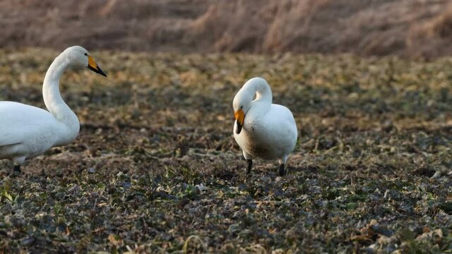 Whooper swans, Cygnus cygnus feeding on a muddy crop field during spring migration in Europe.	