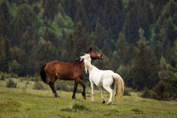Beautiful two horses playing on a green landscape with fir trees in background. Comanesti, Romania.