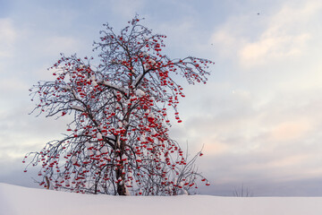 The rowan tree is covered with snow.
