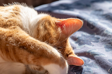 ベッド眠る家猫