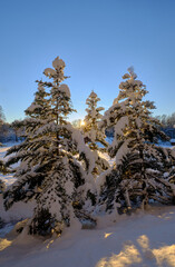 spruce covered with snow in sunny and cold winter day