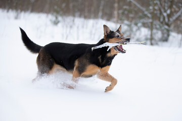 Naklejka na ściany i meble Funny shepherd dog plays in the winter in the snow. German shepherd dog on a winter day.