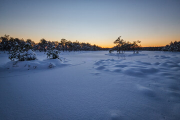 winter sunset in snowy bug and swamp with snow and pine trees