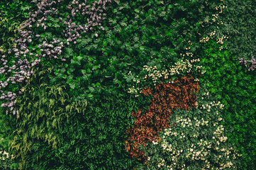 Panele Szklane  abstract green leaf texture, tropical leaf foliage nature dark green background