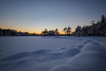 Fototapeta na wymiar winter sunset in snowy bug and swamp with snow and pine trees