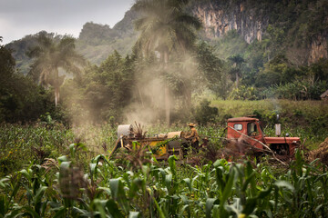 Fototapeta na wymiar Tobacco farmers collecting tobacco leaves in a beautiful green landscape with a local house in background. Vinales, Cuba.