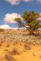 Fotobehang Arid Kgalagadi Landscape, Kgalagadi © Kim