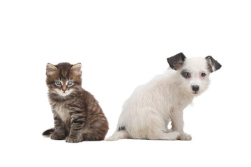 puppy and kitten isolated on white background