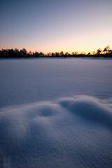 winter sunset in snowy bug and swamp with snow and pine trees