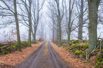 Tree lined dirt road with mist