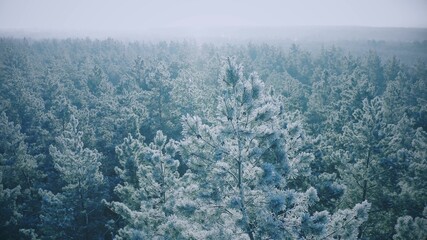 Fototapeta na wymiar 4K Snowy Forest In Winter Frosty Day. Blue And White Frost. Aerial View Above Amazing Pines During Misty Frozen Morning. Sunrise Sunset Sunrays Above Winter Nature Landscape. Scenic View Of Park Frost