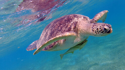 Obraz premium Large green turtle underwater. The old green turtle feeds underwater.