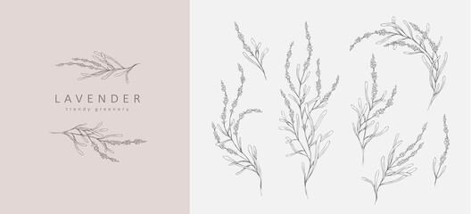 Set of Lavender logo and branch. Hand drawn wedding herb, plant and monogram with elegant leaves for invitation save the date card design. Botanical © merfin