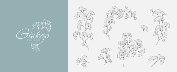 Fototapeta Ginkgo biloba floral logo and branch set. Hand drawn line wedding herb, elegant leaves for invitation save the date card. Botanical obraz