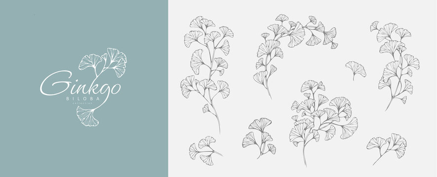 Ginkgo biloba floral logo and branch set. Hand drawn line wedding herb, elegant leaves for invitation save the date card. Botanical