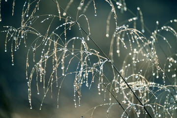 Spikelet of grass to dew drops. very soft selective focus.
